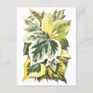 Carte Postale Illustration botanique Vintage Feuille ivoirienne