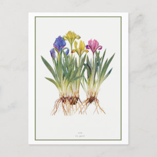 Carte Postale Illustration botanique vintage Iris