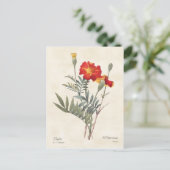 Carte Postale Illustration botanique Vintage Marigolds (Debout devant)