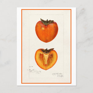 Carte Postale Illustration botanique Vintage Persimmon