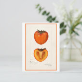 Carte Postale Illustration botanique Vintage Persimmon (Debout devant)