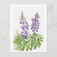 Carte postale Illustration botanique violette Lupi
