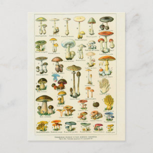 Carte Postale Illustration champignons dangeureux