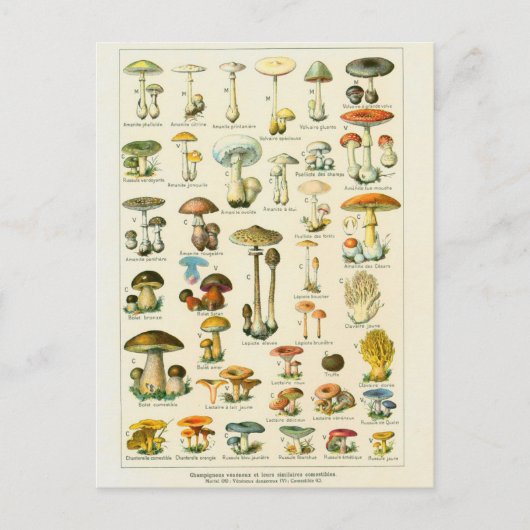Carte Postale Illustration champignons dangeureux (Devant)