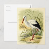 Carte Postale Illustration cigogne (Devant / Derrière)