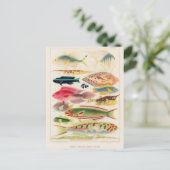 Carte postale Illustration classique (Debout devant)