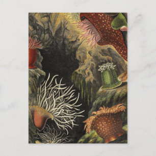 Carte postale Illustration classique