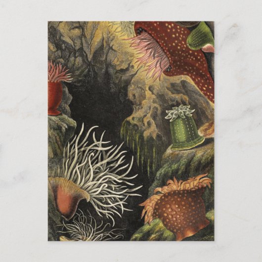Carte postale Illustration classique (Devant)