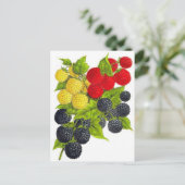 Carte postale Illustration classique (Debout devant)