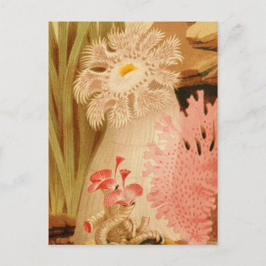Carte postale Illustration classique (Devant)