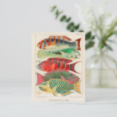 Carte postale Illustration classique (Debout devant)