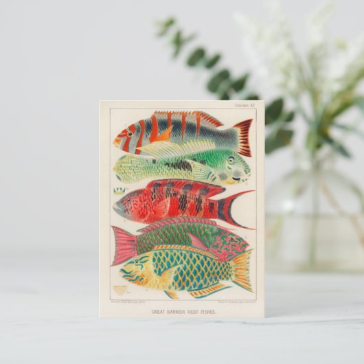 Carte postale Illustration classique (Debout devant)