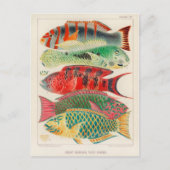 Carte postale Illustration classique (Devant)