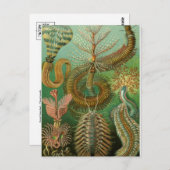 Carte postale Illustration classique (Devant / Derrière)