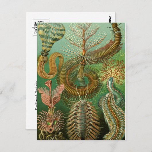 Carte postale Illustration classique (Devant / Derrière)