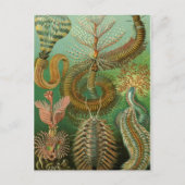 Carte postale Illustration classique (Devant)