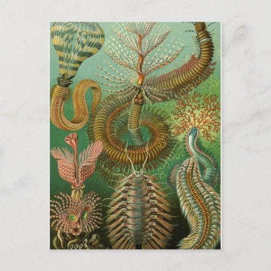 Carte postale Illustration classique (Devant)