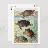 Carte postale Illustration classique (Devant / Derrière)