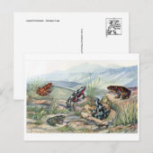 Carte postale Illustration classique (Devant / Derrière)