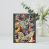 Carte postale Illustration classique (Debout devant)