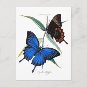 Carte postale Illustration classique