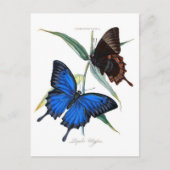 Carte postale Illustration classique (Devant)