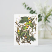 Carte postale Illustration classique (Debout devant)