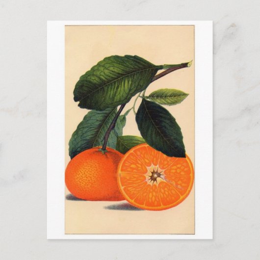 Carte postale Illustration classique (Devant)