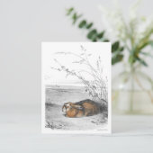 Carte postale Illustration classique (Debout devant)