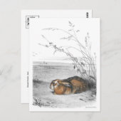 Carte postale Illustration classique (Devant / Derrière)