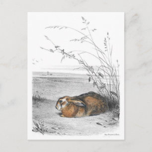 Carte postale Illustration classique