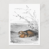 Carte postale Illustration classique (Devant)