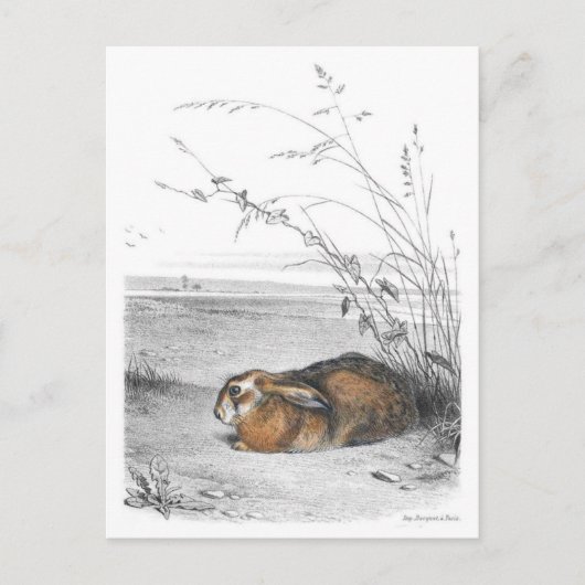 Carte postale Illustration classique (Devant)