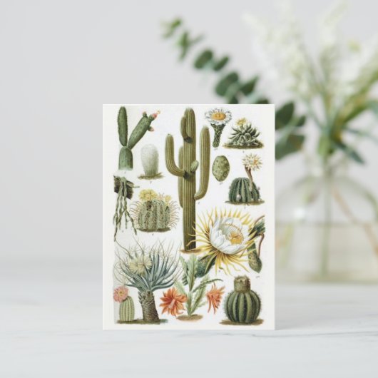 Carte postale Illustration classique (Debout devant)