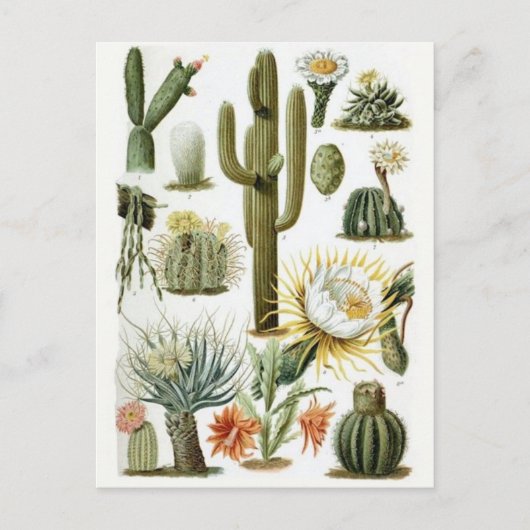 Carte postale Illustration classique (Devant)