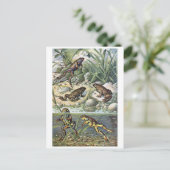 Carte postale Illustration classique (Debout devant)