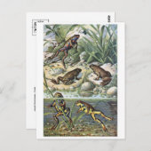 Carte postale Illustration classique (Devant / Derrière)