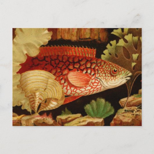 Carte postale Illustration classique (Devant)