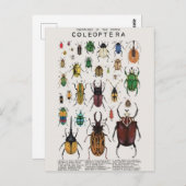 Carte Postale Illustration coléoptères (Devant / Derrière)
