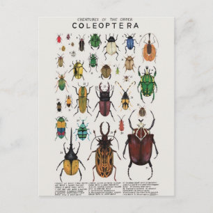 Carte Postale Illustration coléoptères