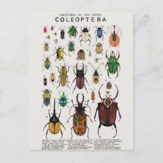 Carte Postale Illustration coléoptères