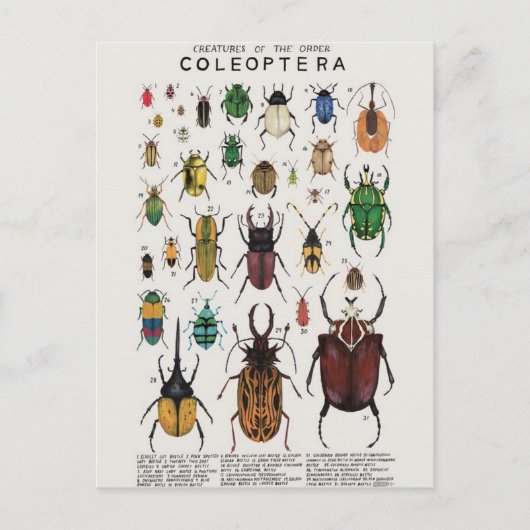 Carte Postale Illustration coléoptères (Devant)