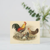 Carte Postale Illustration coq et poule (Debout devant)