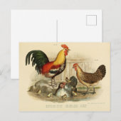 Carte Postale Illustration coq et poule (Devant / Derrière)