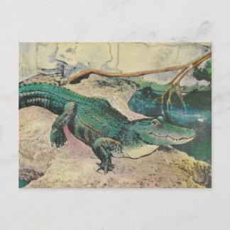 Carte postale illustration d'alligator vintage