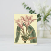 Carte Postale Illustration d'Amaryllis à longue feuille (Debout devant)