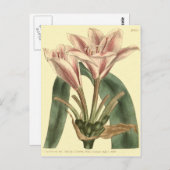 Carte Postale Illustration d'Amaryllis à longue feuille (Devant / Derrière)