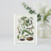 Carte Postale Illustration d'antiquité Caterpillar (Debout devant)