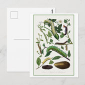 Carte Postale Illustration d'antiquité Caterpillar (Devant / Derrière)