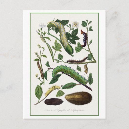 Carte Postale Illustration d'antiquité Caterpillar (Devant)
